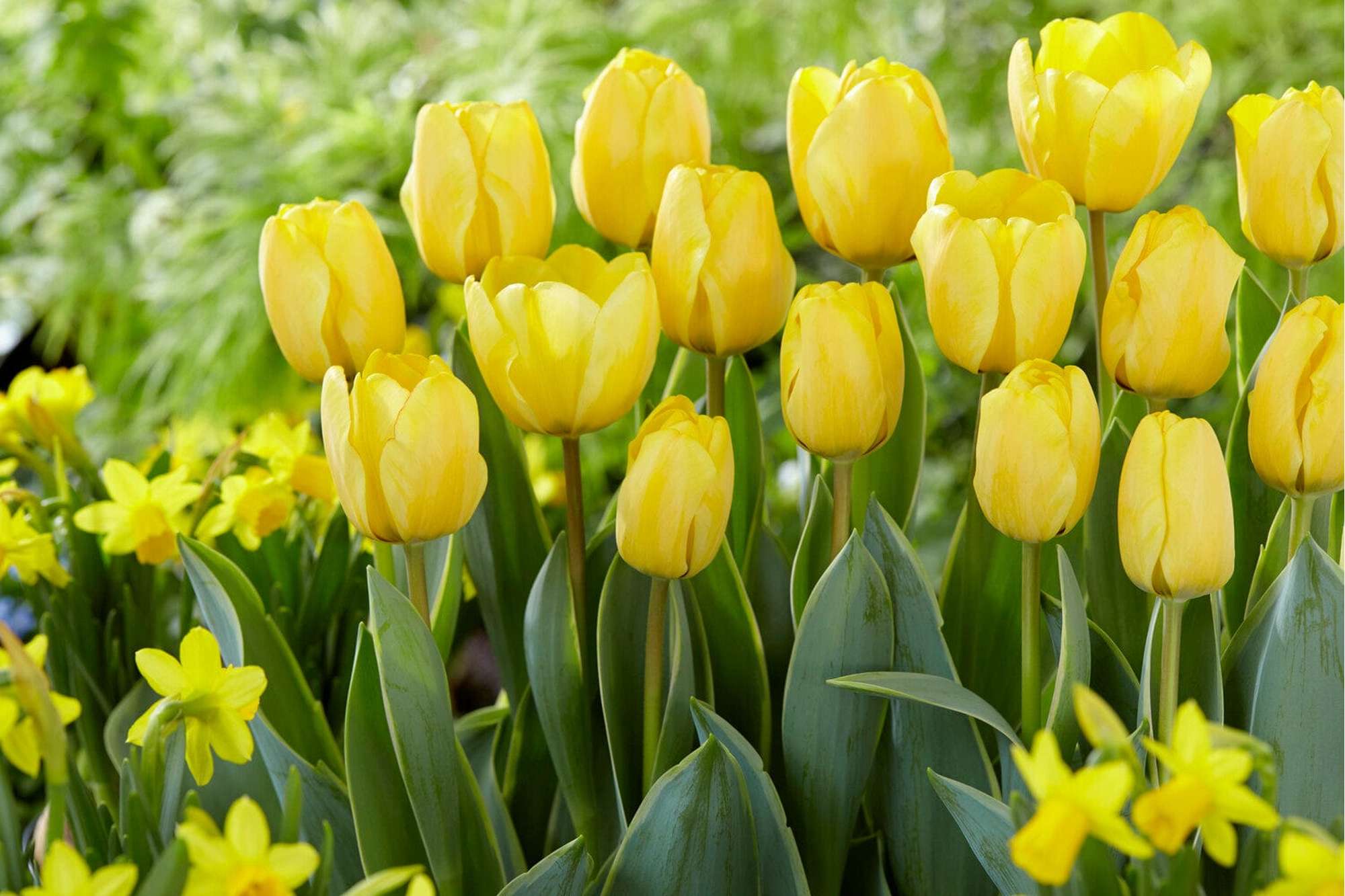 Tulpe 'Jaap Groot'